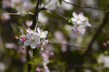 blossom apple branch in spring