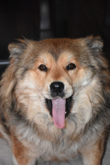 Large brown dog with open mouth and protruding tongue