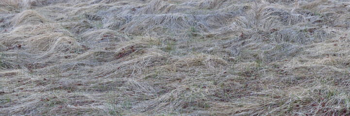 Panoramic shot of a field of wind-blown grass