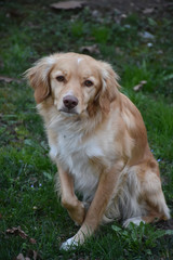 An abandoned and sad dog sits alone in the grass
