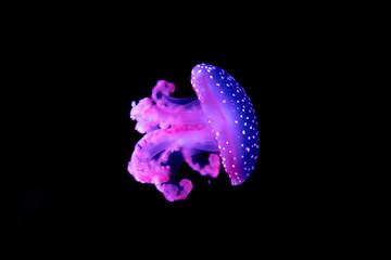 Purple jellyfish up close details isolated with black background