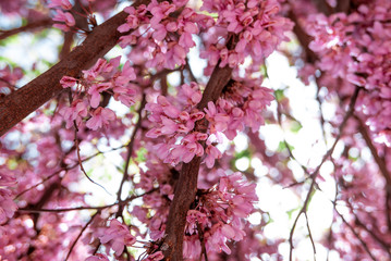 Beautiful cherry blossoms details close up