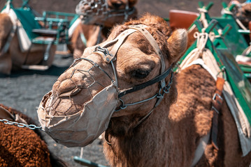 Beautiful dromedary with leash for tourist tours in Lanzarote, Canary Islands