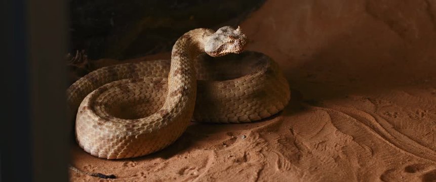 Horned viper snake looking straight forward and opening its mouth. Also known as the sidewinder (Crotalus cerastes), it is a venomous pit viper species. SLOW MOTION, BMPCC 4K.