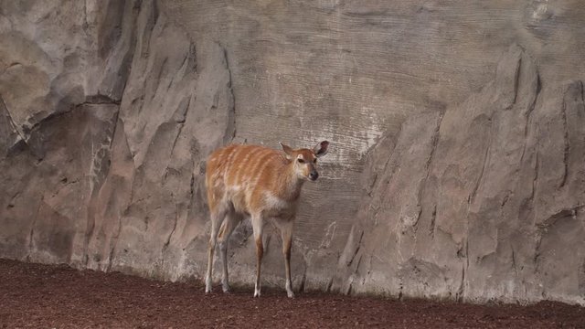 Antelope Sitatunga near rock stone wall. Natural park with wild animals.