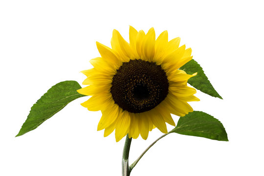Happy sunflower close up, isoalted on white background