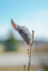 dried leaf of milkweed plant