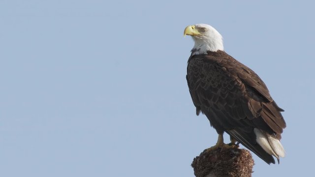Closeup bald eagle an American symbol on a tree at Orlando wetlands in Florida