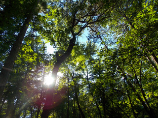 Obraz premium Vivid green Forest canopy with sunshine beaming through