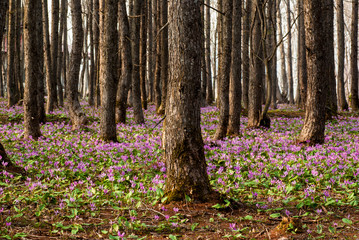 森の中のカタクリの花の群生