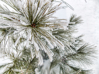 White pine evergreen needles covered in snow