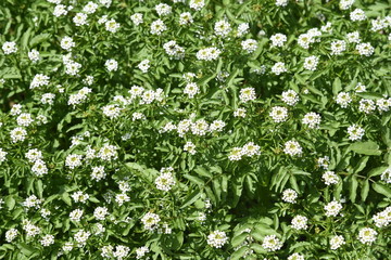 Fototapeta premium Watercress flowers / Brassicaceae perennial / Wild vegetable