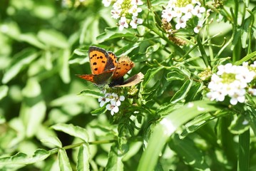 Watercress flowers / Brassicaceae perennial / Wild vegetable