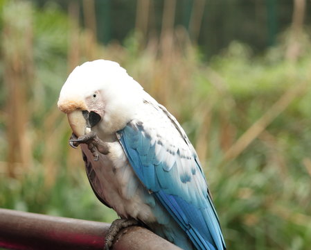 ave loro cotorra azul