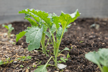 The Greens