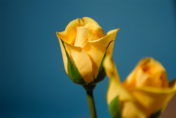 Bright Yellow Rose with vibrant petals