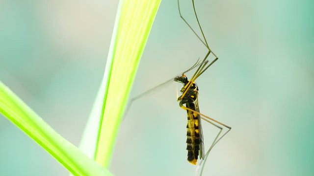 4K Extreme close up macro view of a giant mosquito in action landing on a leaf. Green background with bokeh effect. Slow Motion.