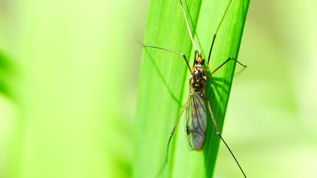 4K Extreme close up macro view of a Giant Mosquito called Craneflies with long legs on green leaf background. Tipula Oleracea