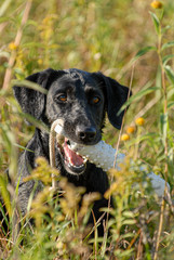 Dog fetching toy through a field