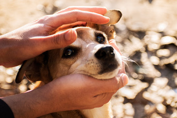 Perro amigable / Friendly dog