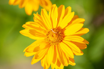 Yellow Daisy close up of pedals