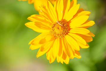 Yellow Daisy close up of pedals
