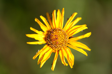 Yellow Daisy close up of pedals dying