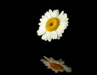 daisies on black background