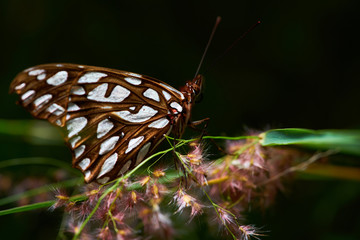 mariposa