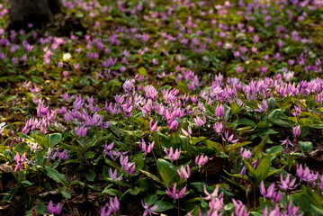 Fototapeta na wymiar 森の中のカタクリの花の群生