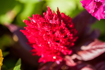 Red flower Blossom in the spring Time