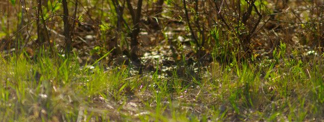 Fototapeta premium panorama of spring wild plants