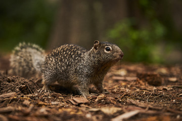 Ardilla
