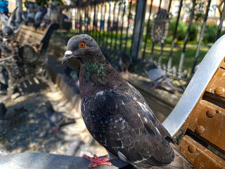 Pigeon standing on a park bench