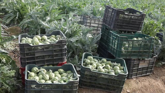 Plastic boxes with ripe artichokes on the field