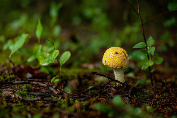 wild mushroom in mossy forest floor