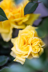 Yellow roses on bush in a garden