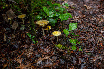wild mushroom in mossy forest floor