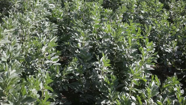 Closeup of green flowering faba bean bushes on large farm plantation on sunny day