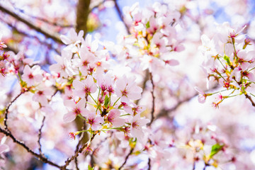 pink cherry blossom