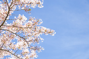 cherry tree blossom, sakura flowers, pink spring seasonal floral background