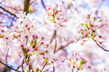 cherry tree blossom, sakura flowers, pink spring seasonal floral background