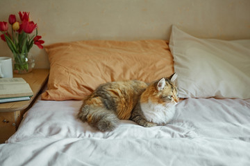 Ginger, tricolor cat relaxing on in the bed. Cozy concept.