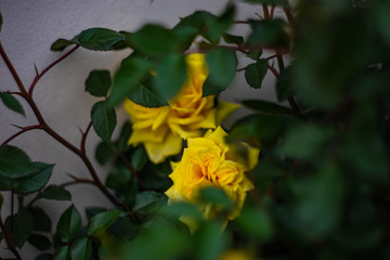 Blooming rose bush