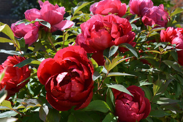 Tree peony, beautiful red flowers in Spring © Josie Elias