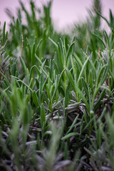 Close up of Lavandula plant in a garden