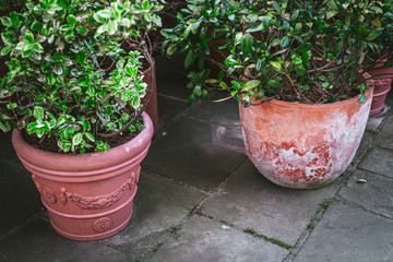 Ceramic flowerpots with fresh green plants on a stone floor