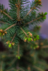 Fir tree close up