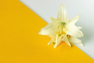Lily flower on a yellow-and-white background.