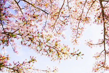 Obraz na płótnie Canvas cherry tree blossom, sakura flowers, pink spring seasonal floral background